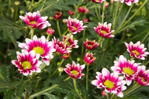 Afbeelding Peter Kuijvenhoven – AMX-Ca