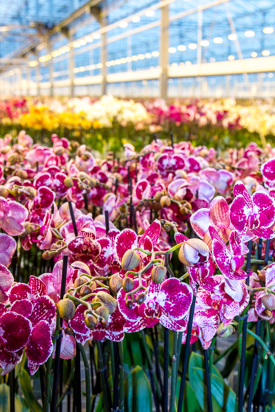 Afbeelding Spuitlicentiebijeenkomst Groningen