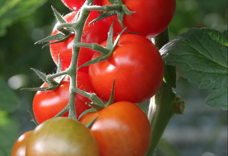 Afbeelding Meten is weten – LEMA tomaten