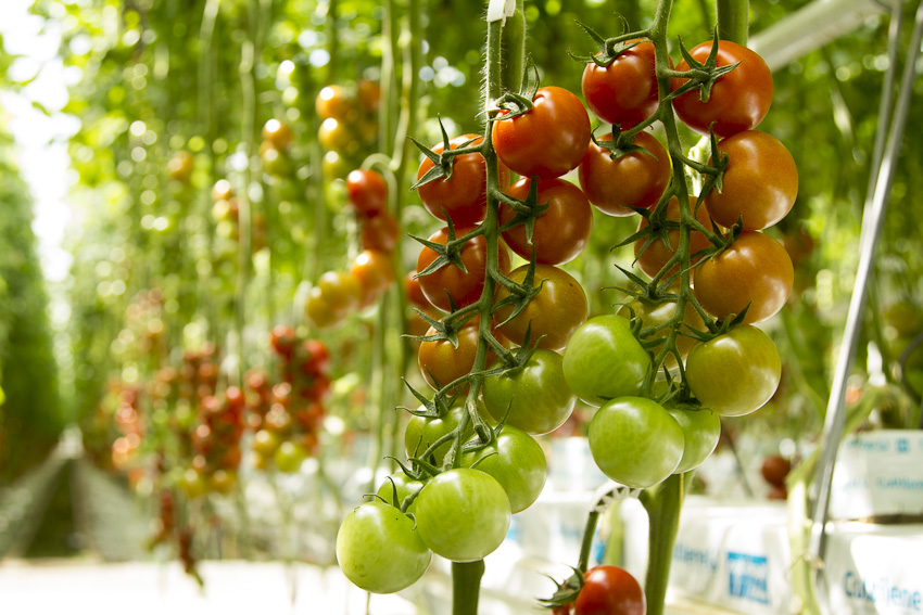 Afbeelding Optifos voor een vitaal gewas en een schoon druppelsysteem