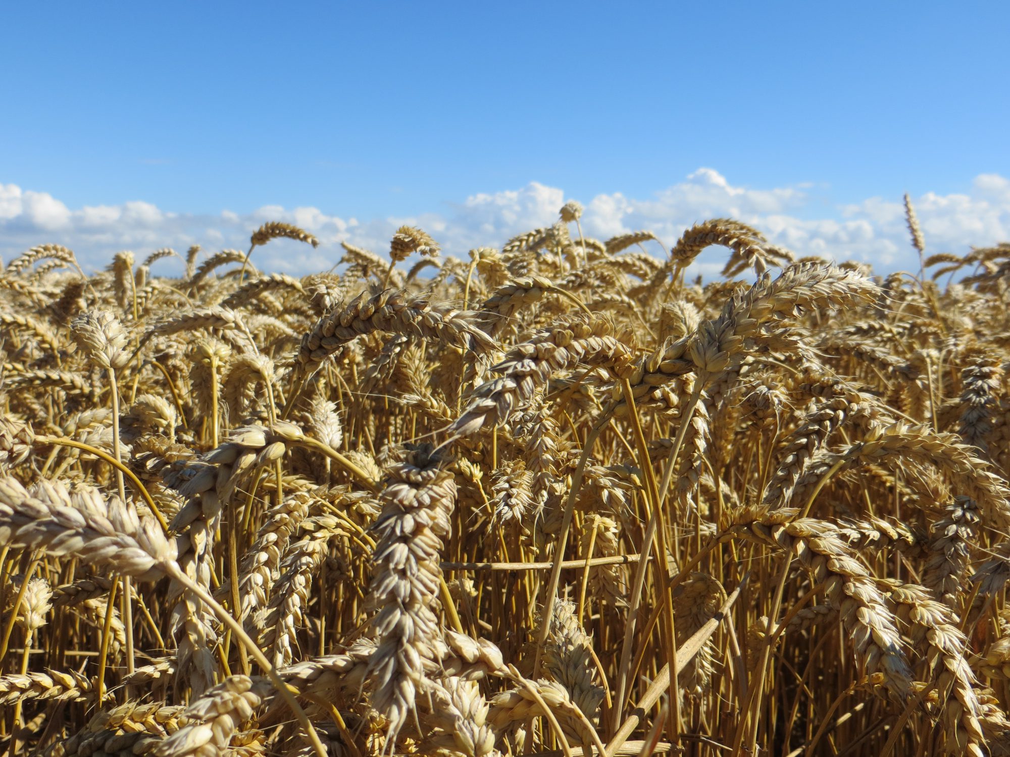 Afbeelding PPS Nederlandse Baktarwe van start