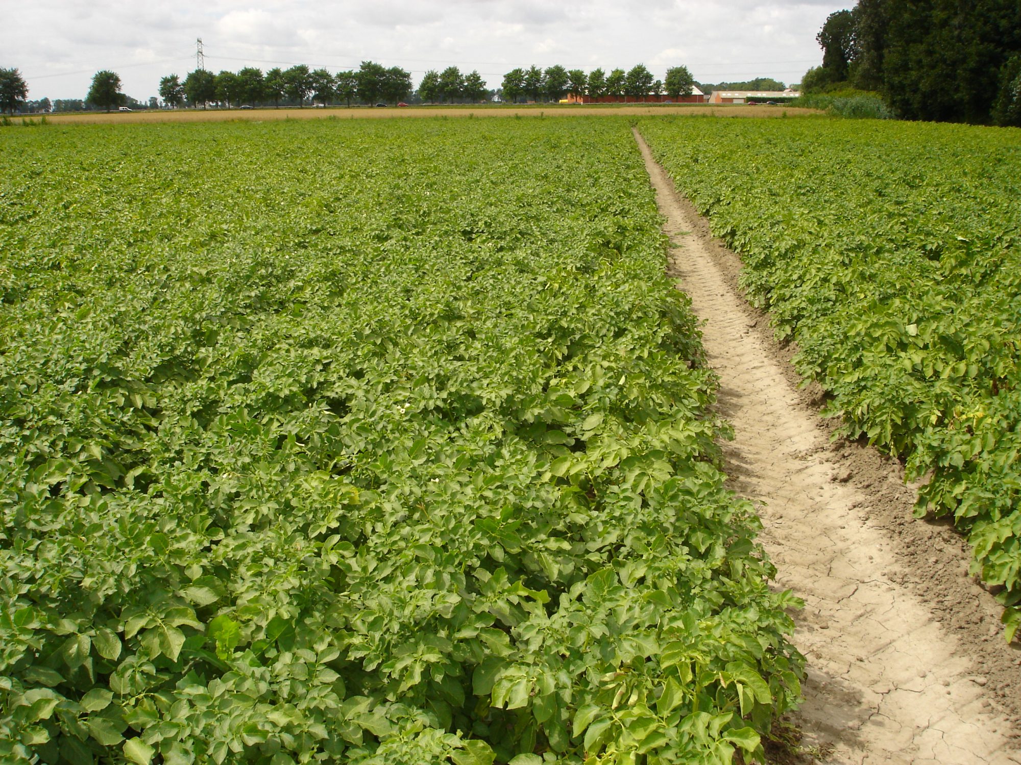 Afbeelding Pootaardappelen – loofdoding