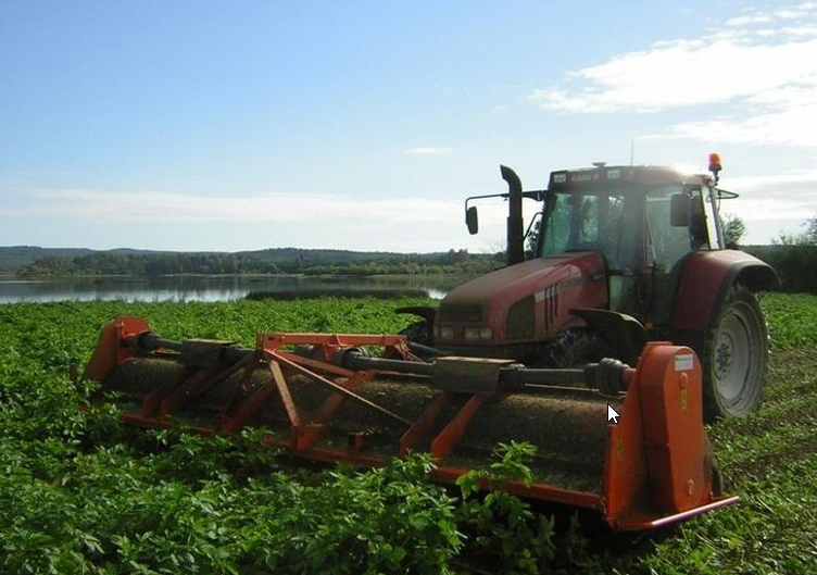 Afbeelding Aardappelen: loof wel of niet klappen?