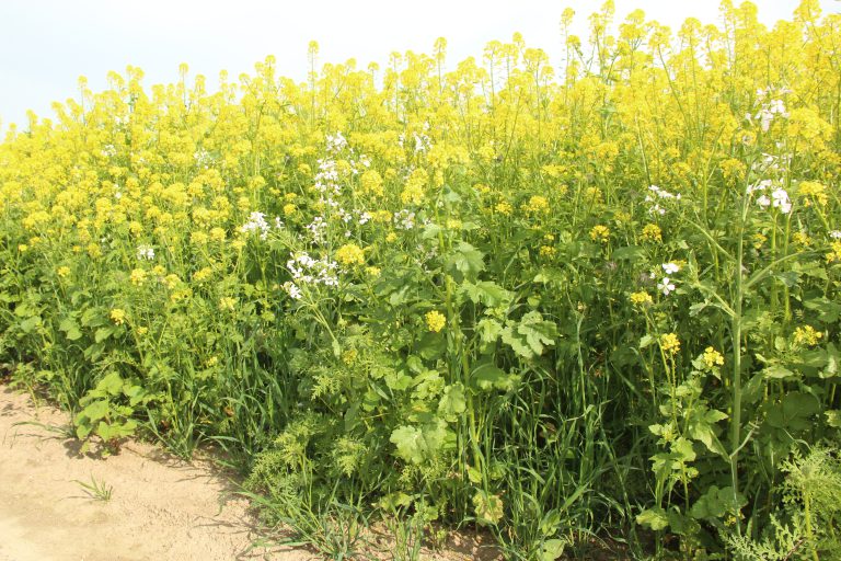 Afbeelding Bodemplagen en groenbemesters