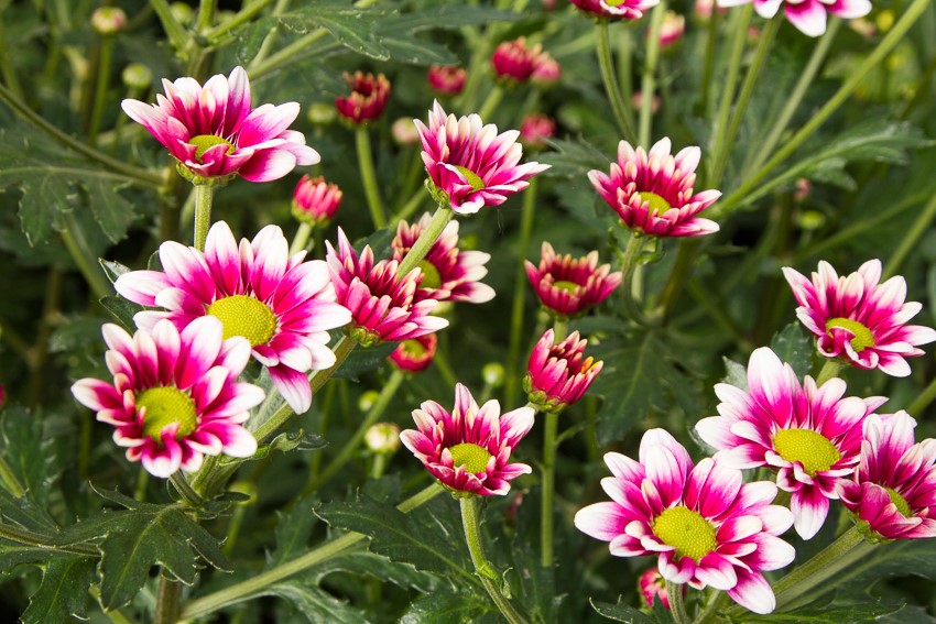 Afbeelding De basis ligt bij de voeding