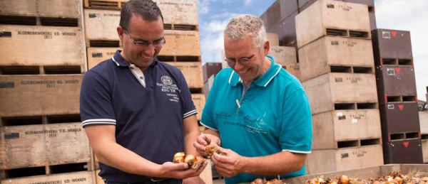 Afbeelding 80 miljoen tulpenbollen op Flakkee