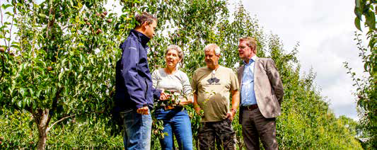 Afbeelding Fruitteelt: proeftuin met perenbomen