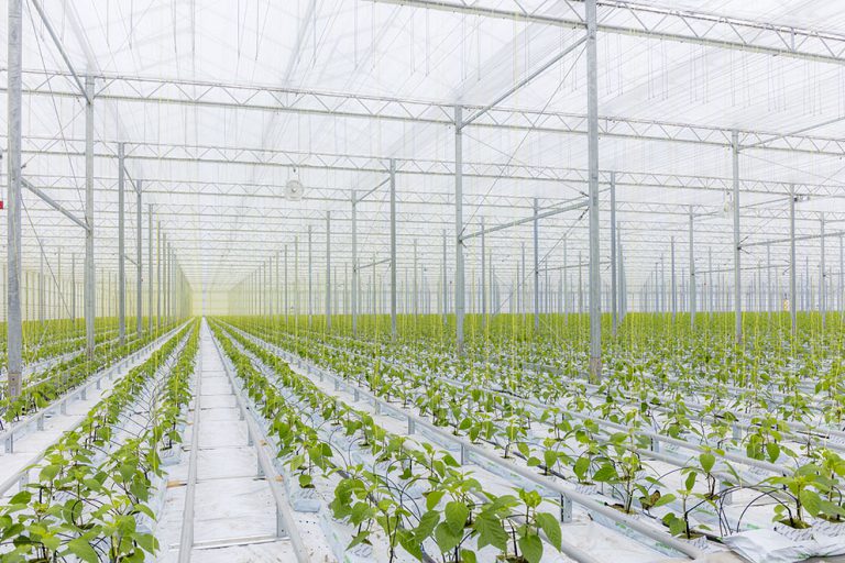 Afbeelding Hortispoor Koper Pro voor een weerbare plant en een schoon bassin