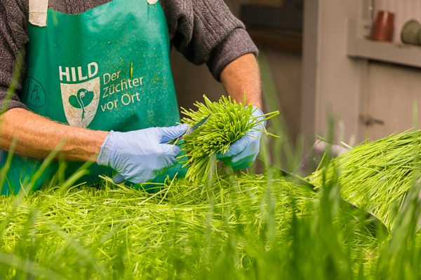 Afbeelding Bieslook, kleine teelt met grote ambitie