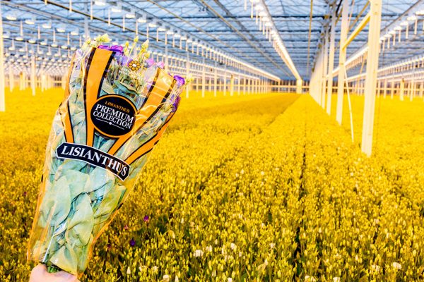 Afbeelding Bloemen kweken is iedere dag topsport