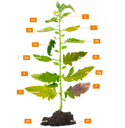 Afbeelding Nieuwe formule Hortispoor IJzer Duo