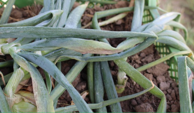 Afbeelding PlanetProof is grote uitdaging voor uientelers