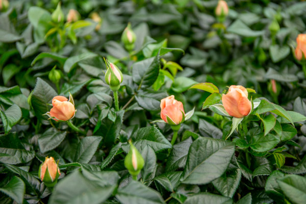 Afbeelding Beestjes doen hier het werk