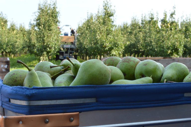 Afbeelding Pluk 2018 (filmpje)