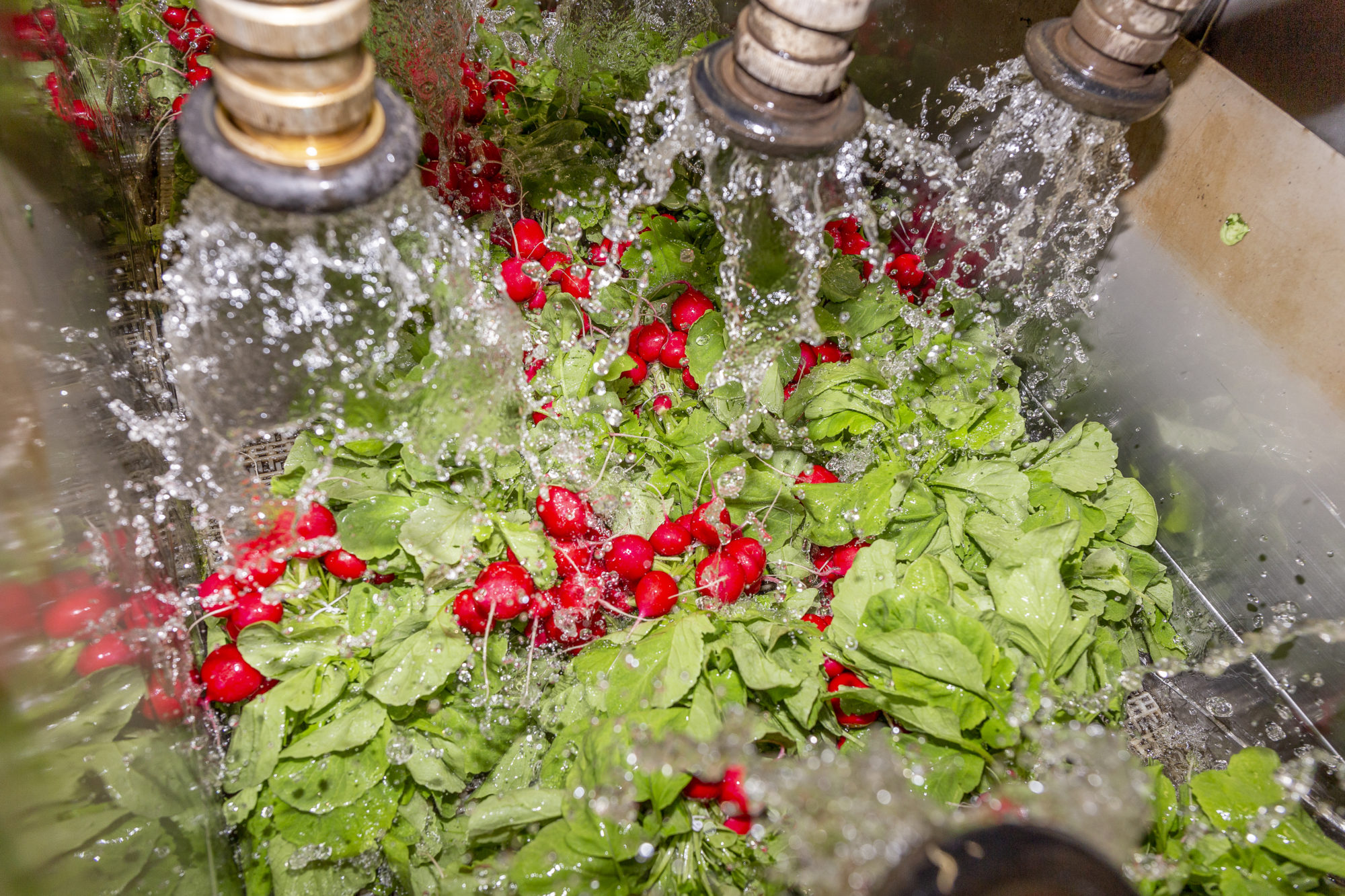 Afbeelding Biostimulanten in de radijsteelt