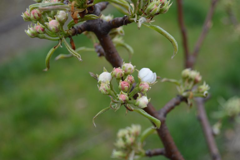 Afbeelding Kaliumfosfiet als gewasbeschermingsmiddel