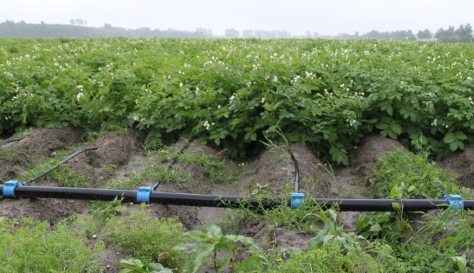 Afbeelding Fertigatie levert 20 procent extra opbrengst in miniknollen