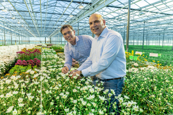 Afbeelding Wereldwijd chrysanten telen