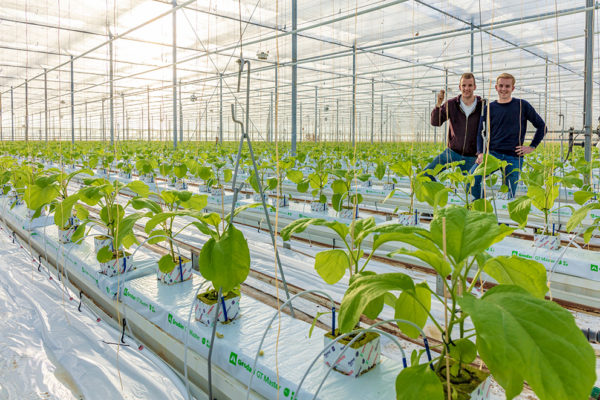 Afbeelding Alleen onrijp eetbaar