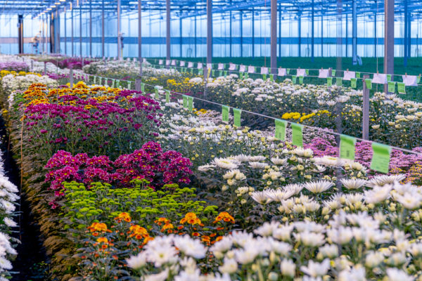 Afbeelding Wereldwijd chrysanten telen