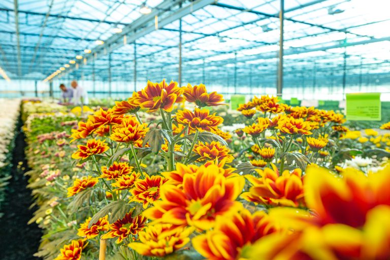 Afbeelding Positief effect op gewasbescherming bij teelt chrysanten onder tripsgaas
