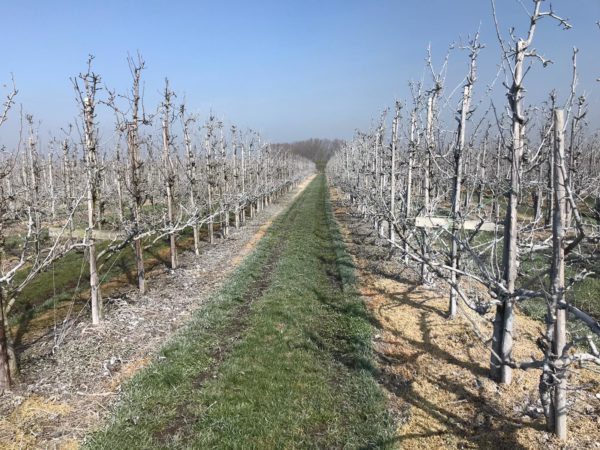 Afbeelding Systeemaanpak perenbladvlo