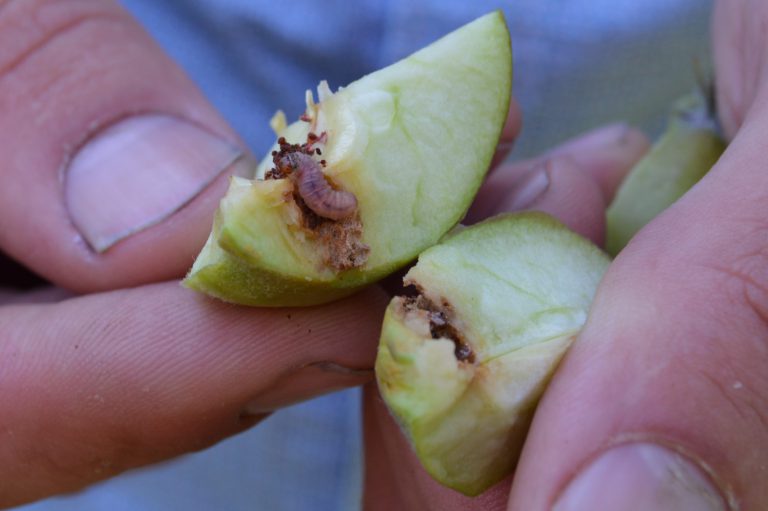 Afbeelding Teelttip video – Fruitmot