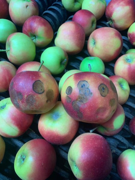 Afbeelding Calcium en silicium, essentiële elementen voor uw vruchtkwaliteit!