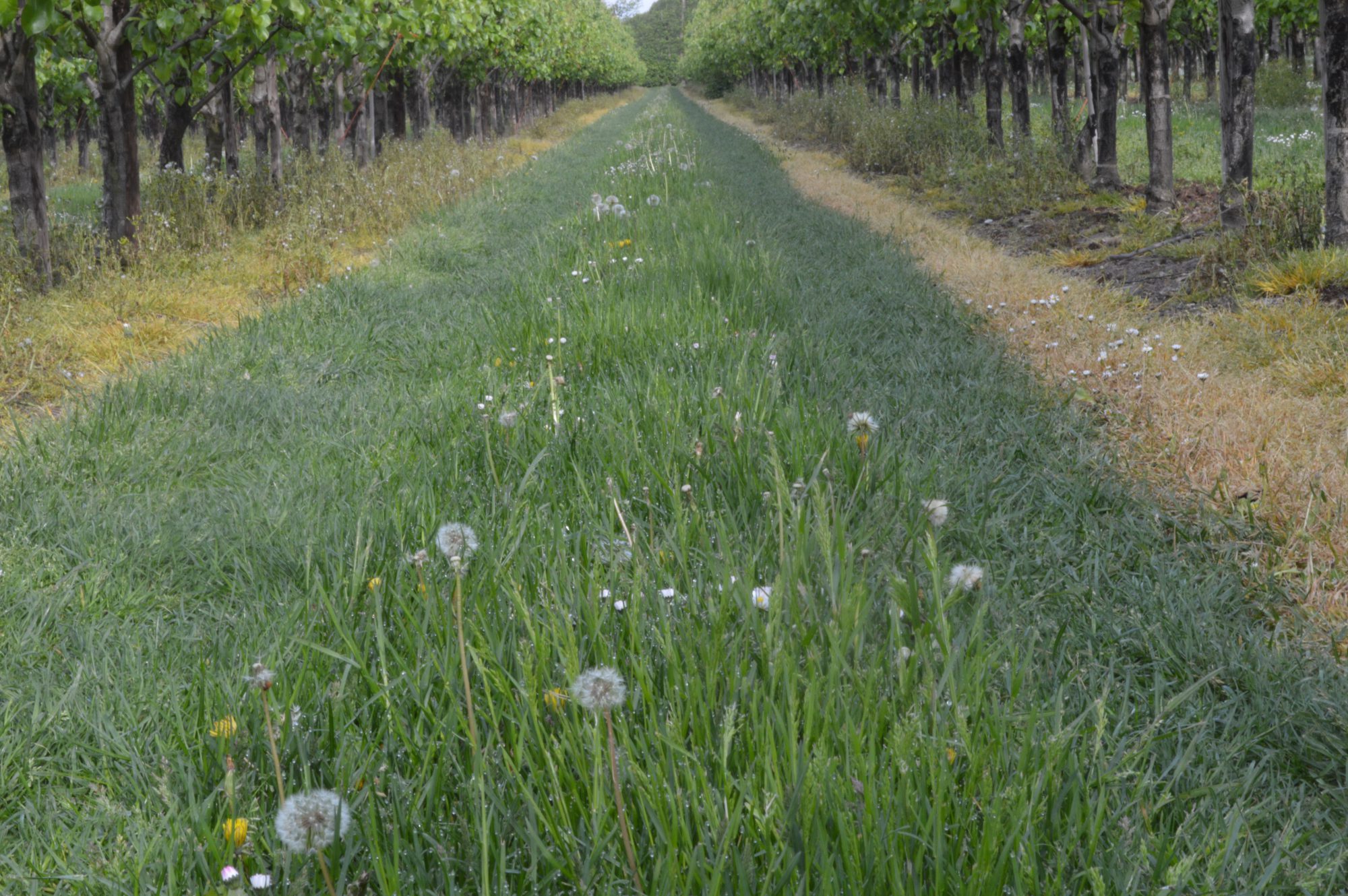 Afbeelding Glyfosaat