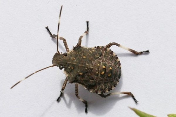 Afbeelding Wantsenschade