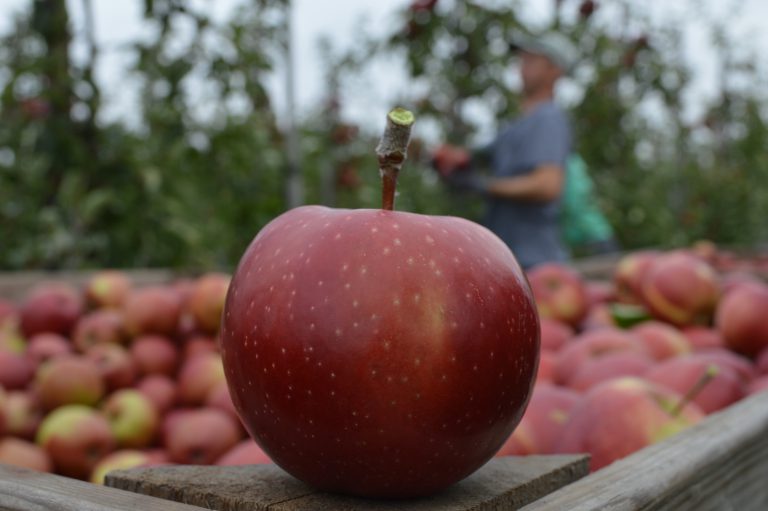 Afbeelding Pluk 2019 (filmpje)