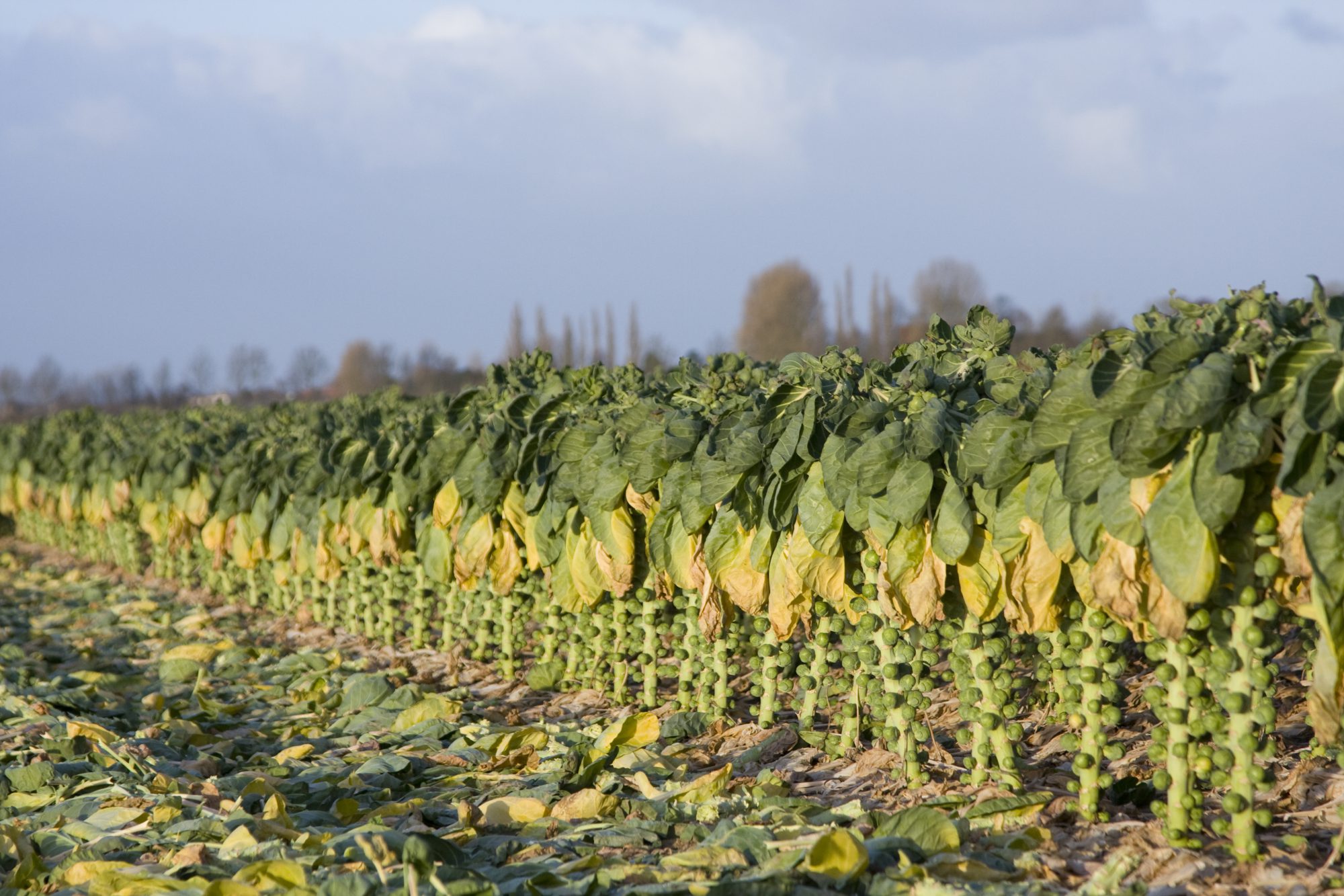 Afbeelding Spruitkoolbijeenkomst Zuid-Beijerland