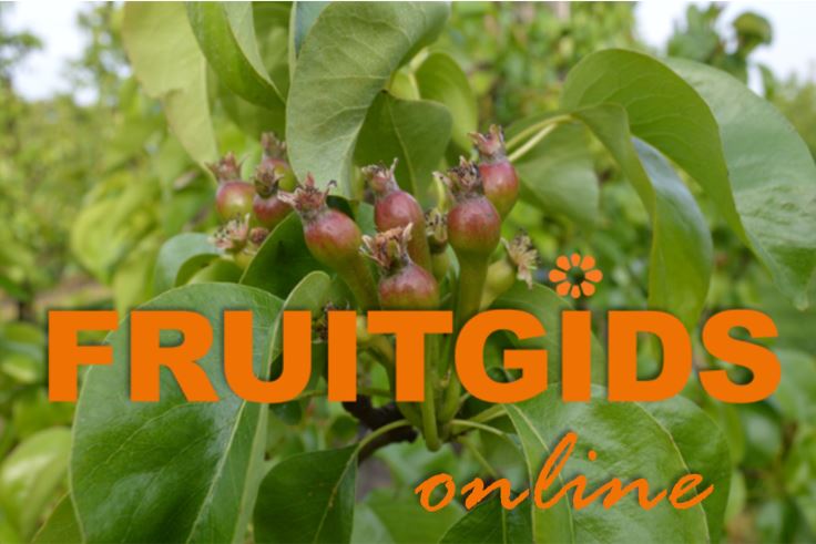 Afbeelding Fruitteelt