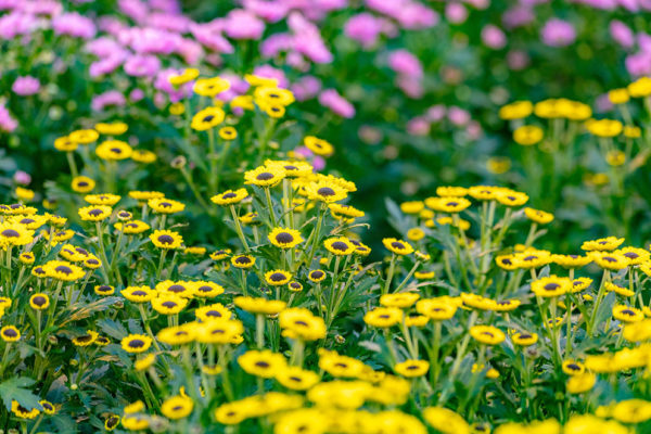 Afbeelding Geen plastic meer
