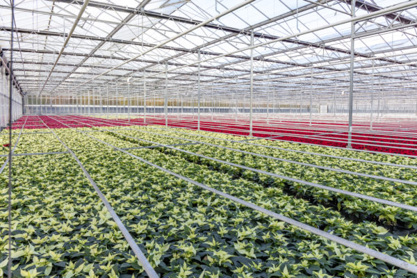 Afbeelding De ster onder de potplanten