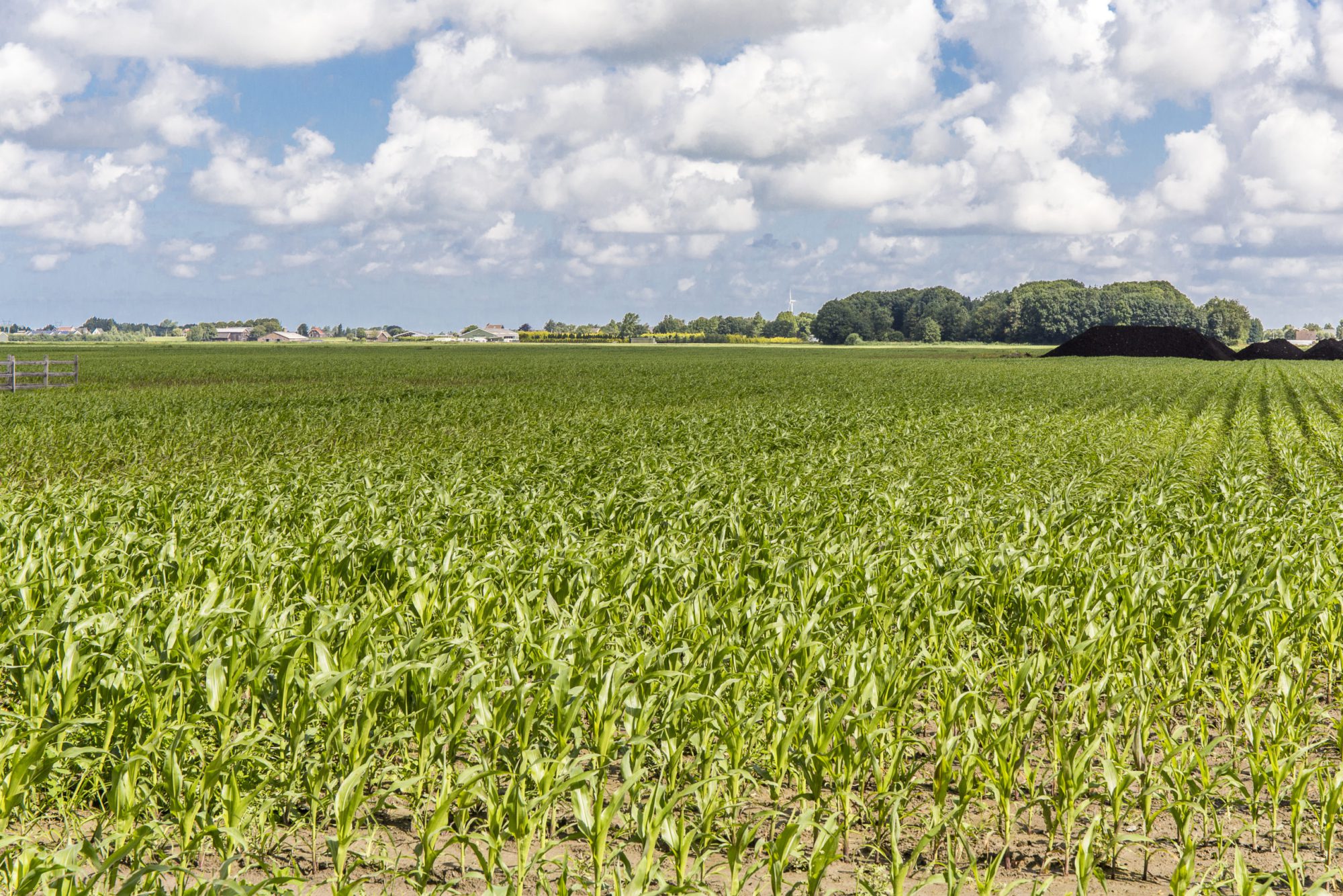 Afbeelding Inzet van bladmeststoffen en/of biostimulanten in maïs