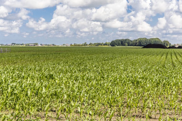 Afbeelding Inzet van bladmeststoffen en/of biostimulanten in maïs