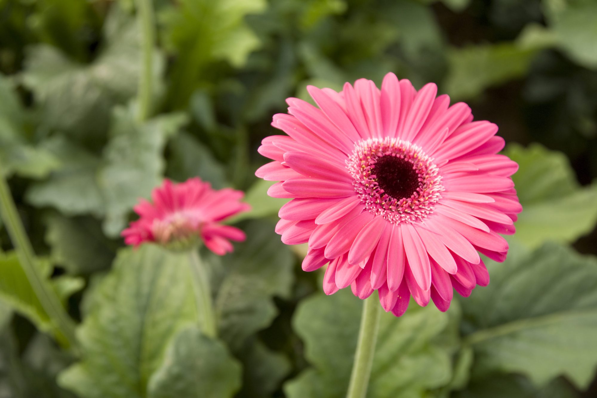Afbeelding Meststof van verwerkte insectenfrass als bodemactivator