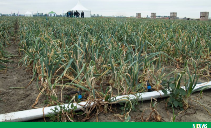 Afbeelding Bij uienprijs van 10 cent kan fertigatie uit