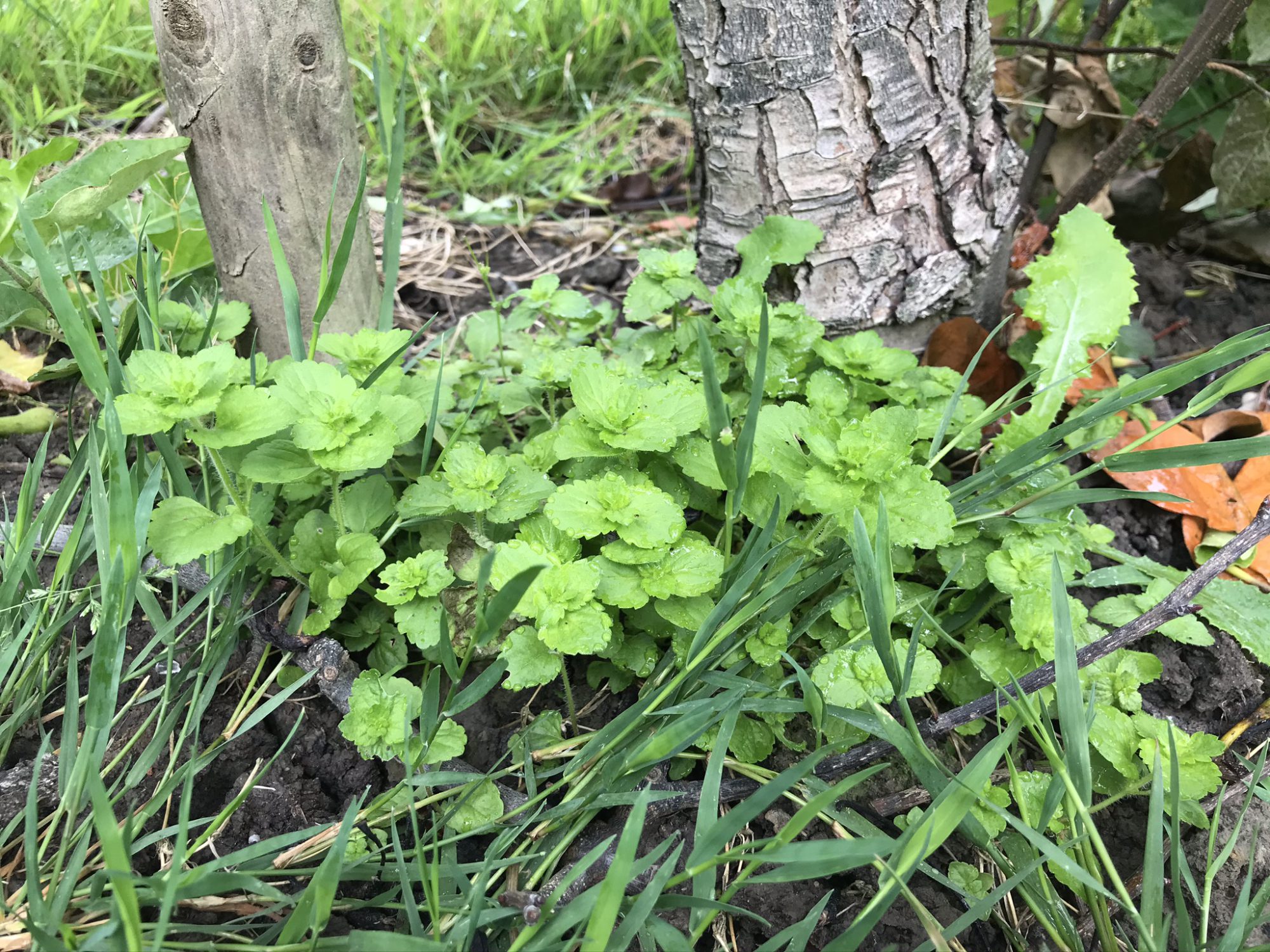 Afbeelding Wijziging toelating Matos Extra