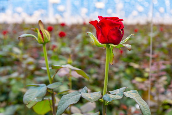 Afbeelding Voor de kwalitatief beste rozen van de wereld zorg je samen