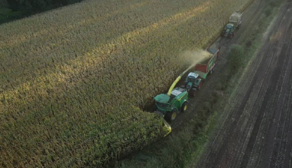 Afbeelding Maisseizoen was erg wisselend