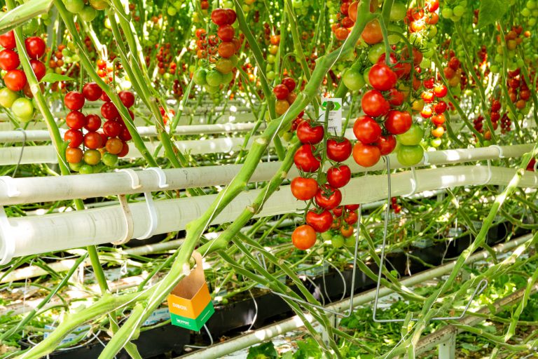 Afbeelding Tomatendag