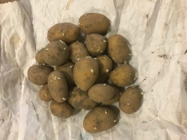 Afbeelding Aardappelen (pootgoed) – bewaring met ethyleen