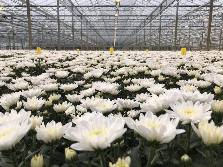 Afbeelding Geïntegreerde aanpak gewasbescherming