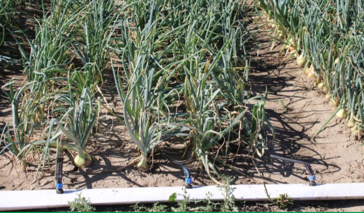 Afbeelding Fertigatie verdubbelt opbrengst van zaaiuien