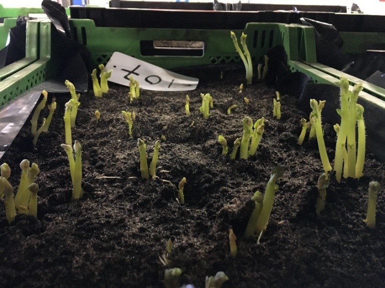 Afbeelding Kiemproeven