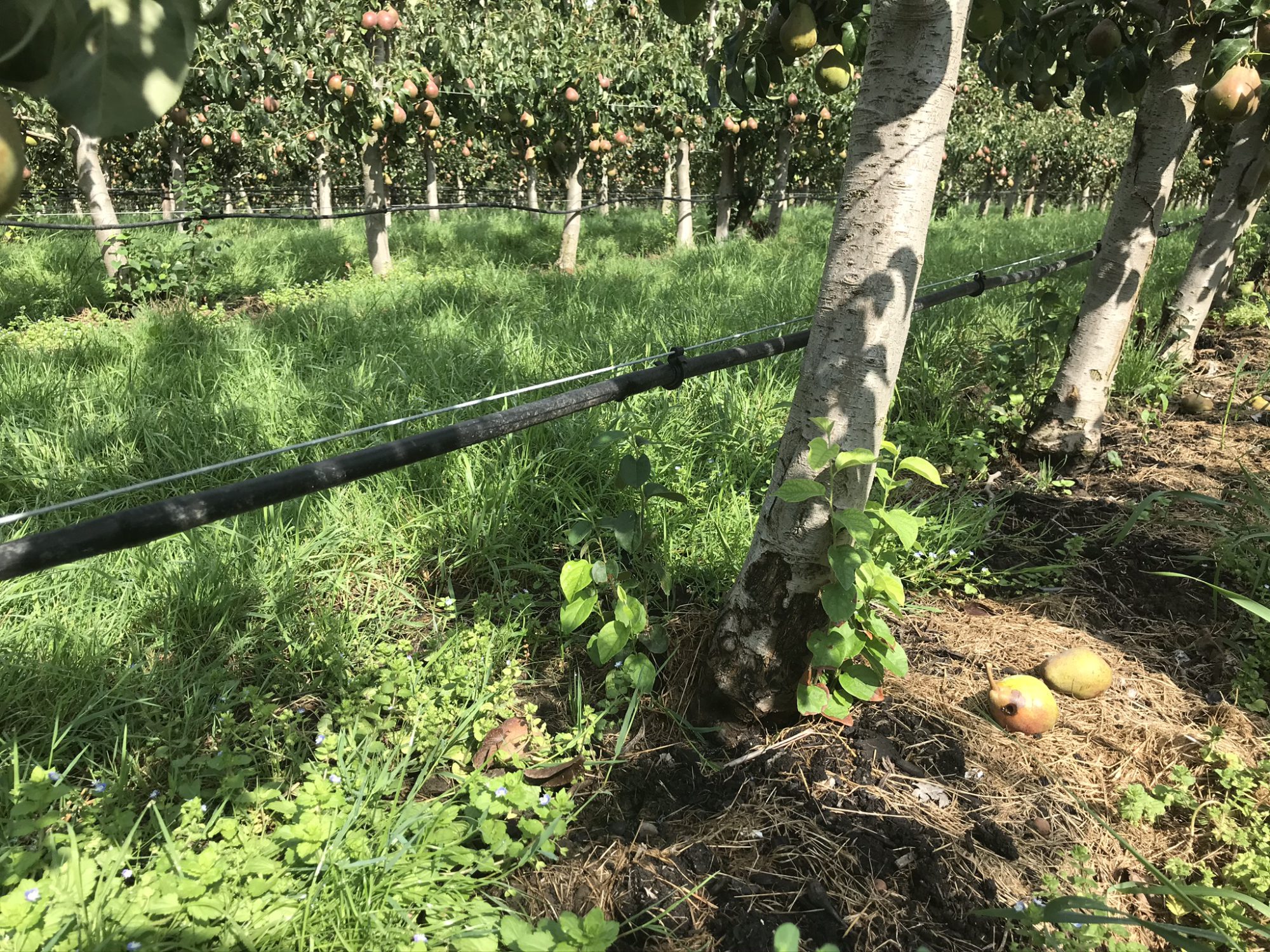 Afbeelding Beschikbaarheid zoet water