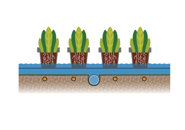 Afbeelding “De chrysantenteelt in Nederland is topsport”