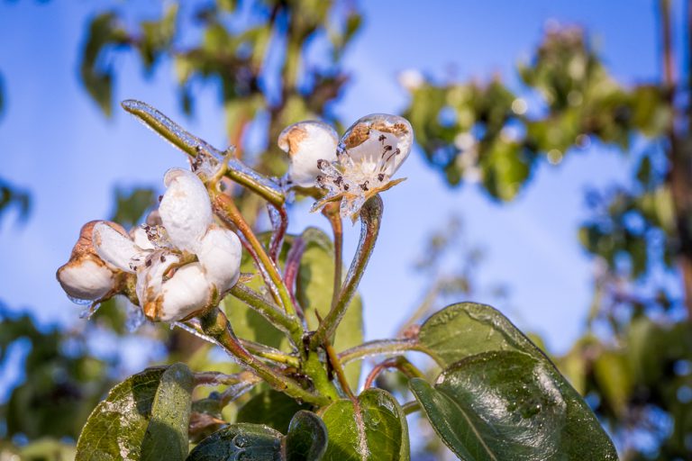 Afbeelding Stimuforce Asco – abiotische stress